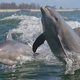 Image for article titled Woman Who Made Sweet, Gentle Love With a Dolphin Says It Was Sensuous